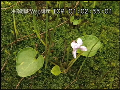 映像翻訳Web講座を受けてみた【第4回：字幕翻訳に再挑戦！最後の課題提出！】